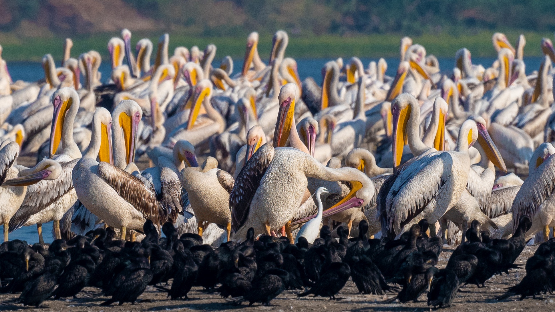 Great White Pelican